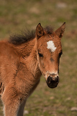 Image showing small colt