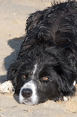 Image showing Dog Closeup