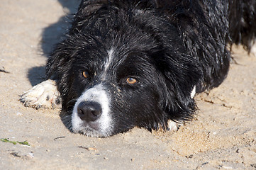 Image showing Dog Landscape