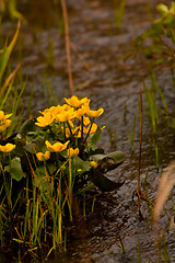 Image showing Marsh marigold