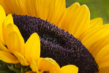 Image showing Sunflower