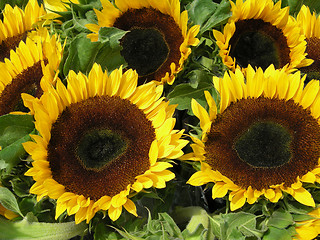 Image showing Sunflowers