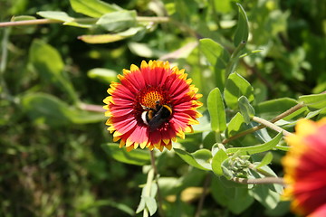 Image showing Rudbeckia and bumble bee