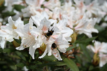 Image showing Rhododendron flowers and bumble bees
