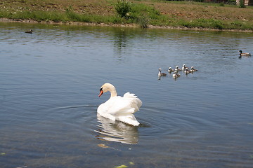 Image showing Mother Swan with nestlings
