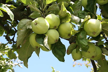 Image showing Transparent Blanche apples