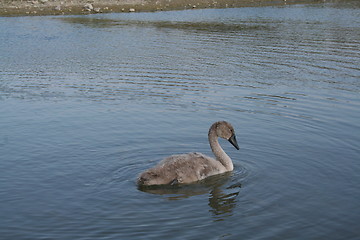 Image showing Swan nestling in pond