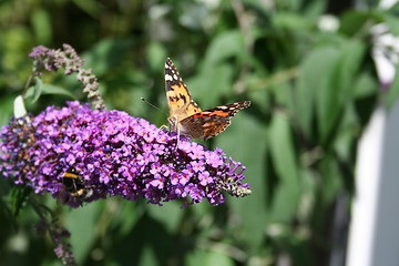 Image showing Admiral butterfly on Buddleja