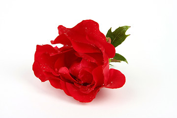 Image showing The rose