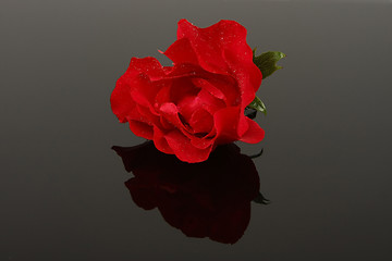 Image showing The rose