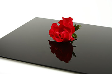 Image showing Red Rose