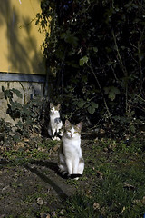 Image showing Cats