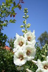 Image showing Hollyhock - Althaea rosea