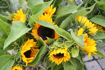 Image showing Sunflower for sale at Market place