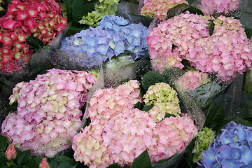 Image showing Flower Market in Sweden