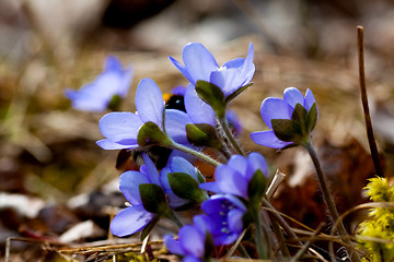 Image showing hepatica