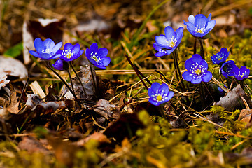 Image showing hepatica