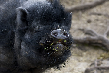 Image showing Pigs nose