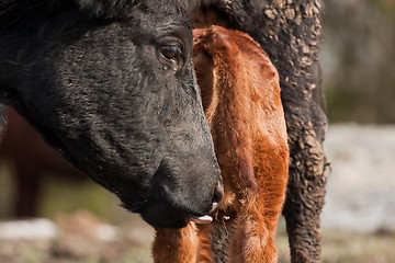 Image showing Cow with suckling calf