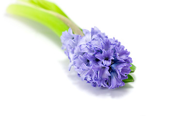 Image showing Blue hyacinth