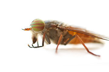 Image showing Fly