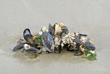 Image showing Many shells on the sand