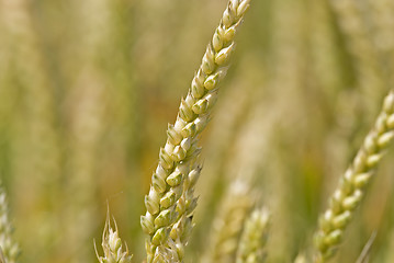 Image showing Wheatfield