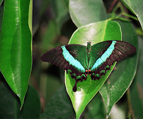 Image showing blue butterfly