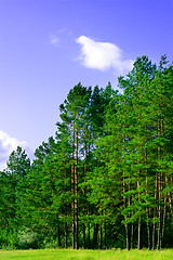 Image showing pine forest and blue sky