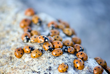 Image showing Ladybug Background