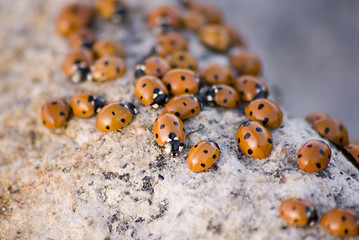 Image showing Ladybug Background