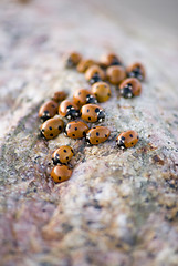 Image showing Ladybug Background