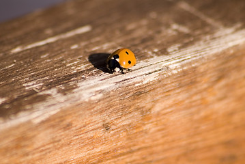 Image showing Ladybug Background