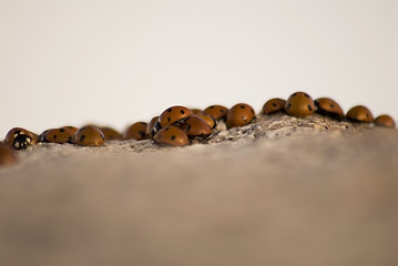 Image showing Ladybug Background