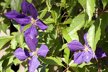 Image showing Floral Background