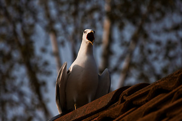 Image showing screaming