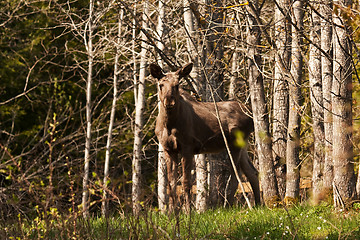 Image showing Young moose