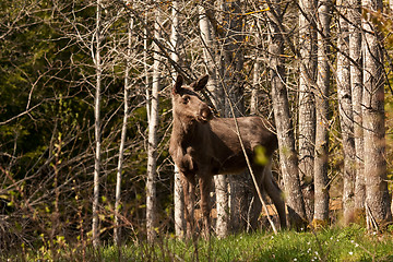 Image showing moose calf