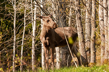 Image showing Moose calf