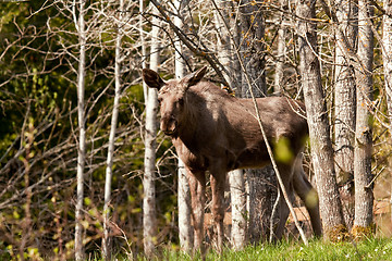 Image showing Moose calf