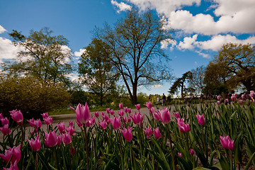 Image showing pink tulips