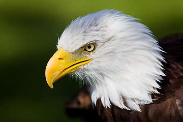 Image showing Eagle