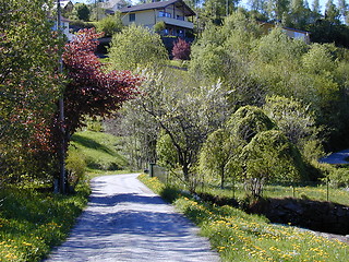 Image showing Path in the trees