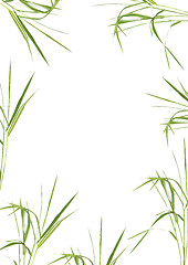 Image showing Bamboo Grass Beauty