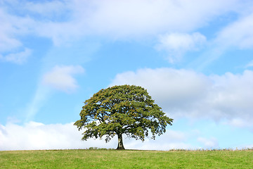 Image showing Summer Oak Tree