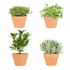 Image showing Thyme, Sage, Bay and Lavender Herbs