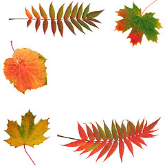 Image showing Autumnal Leaves