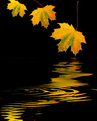 Image showing Golden Leaves of Autumn