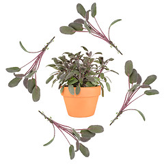 Image showing Purple Sage