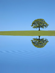 Image showing Oak Tree Reflection